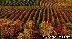 Vincent Brassinne (small)