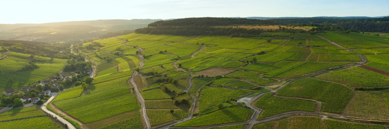 Vignoble de la Cote de Beaune, vue sur le vignoble de Pommard.